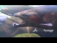 Trout Old 1 819